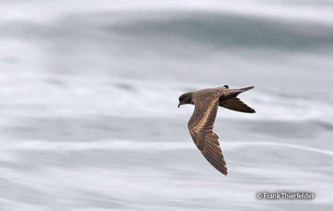 black_storm-petrel