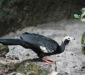 Pava de Garganta Azul (Pipile cumanensis)