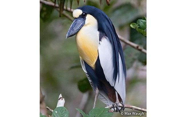 Garza Cucharón