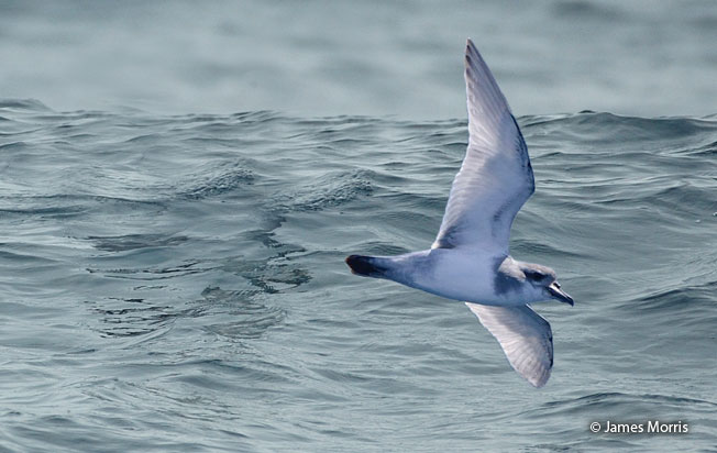 broad-billed_prion