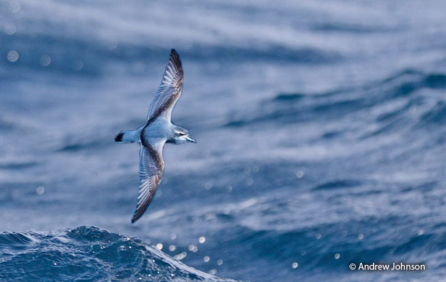 broad-billed_prion