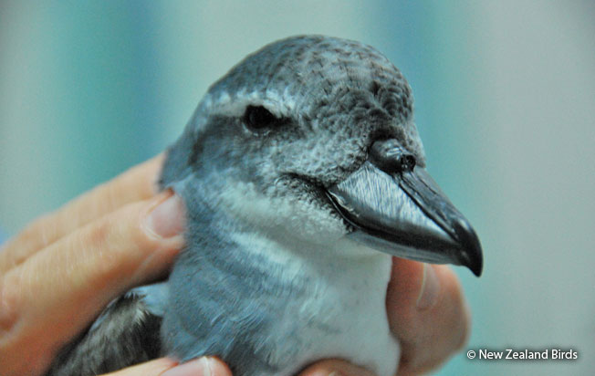 broad-billed_prion