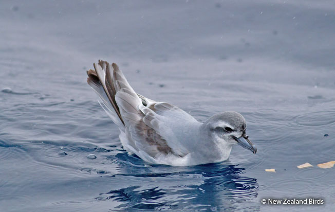 broad-billed_prion