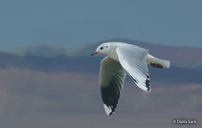 brown-hooded_gull