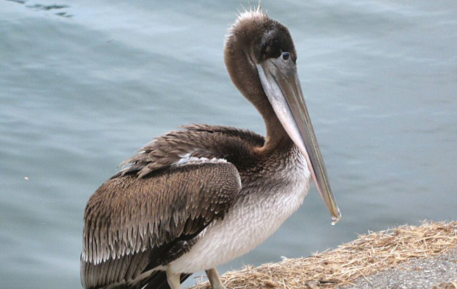 Pelícano Pardo