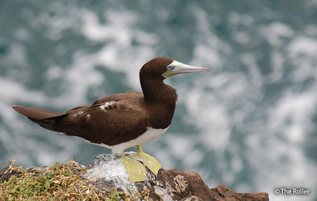 brown_booby