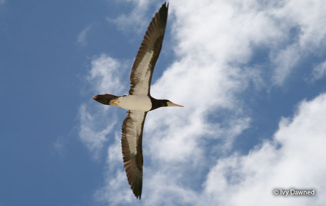brown_booby