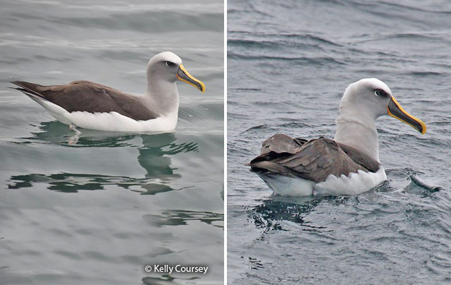 buller's_albatross
