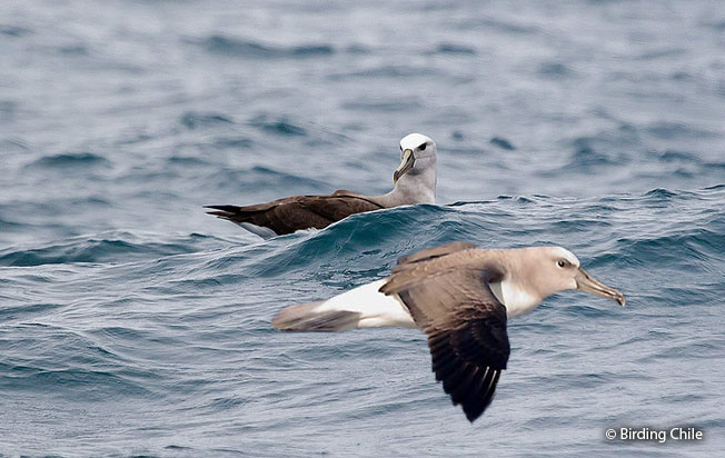 buller's_albatross