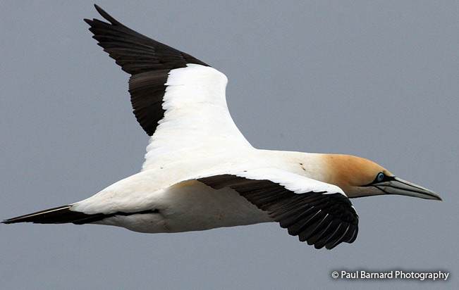 cape_gannet