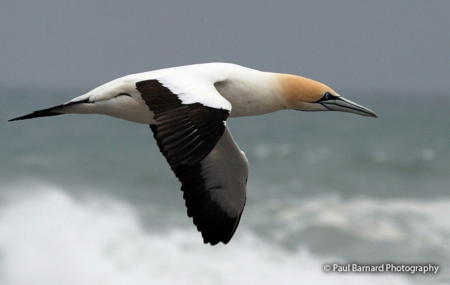 cape_gannet