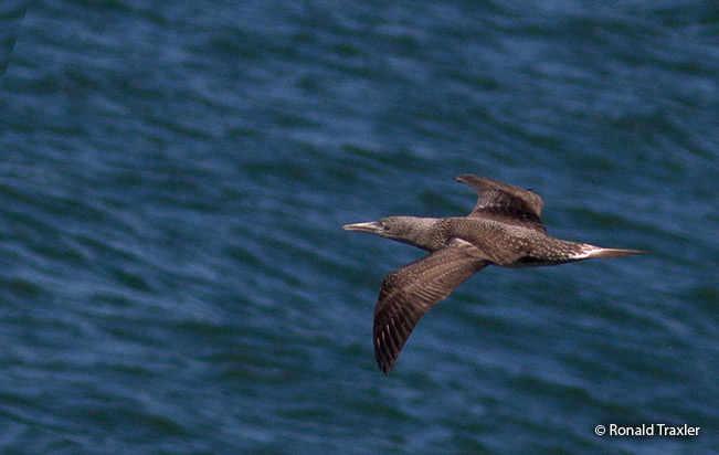 cape_gannet