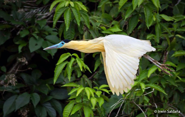 capped_heron