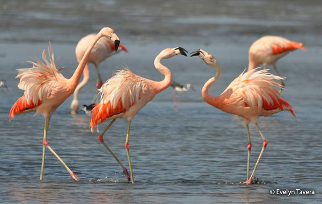 chilean_flamingo