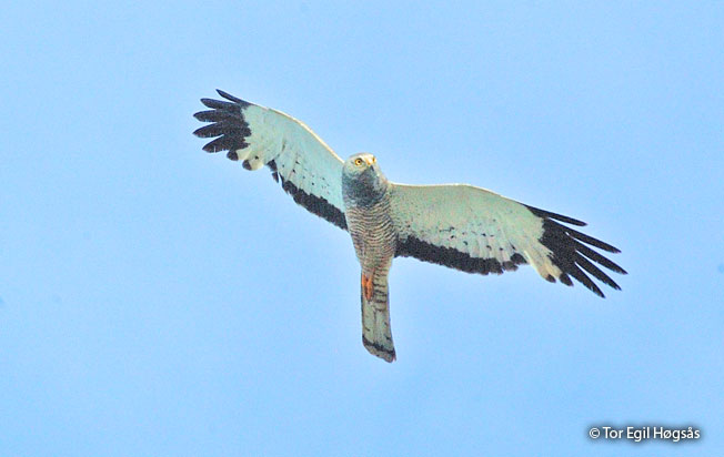 Cinereous harrier