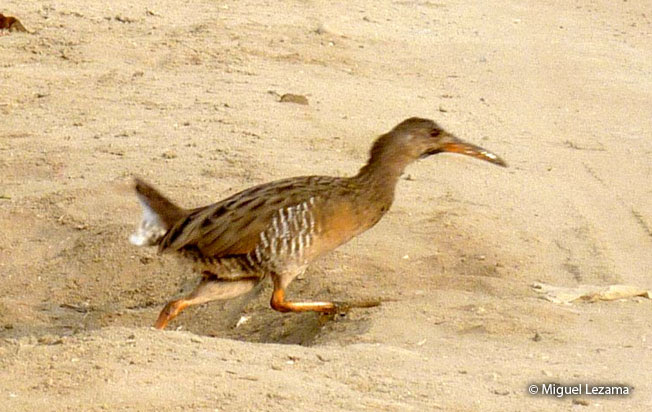 clapper-rail