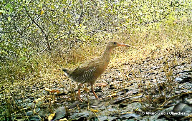 clapper-rail