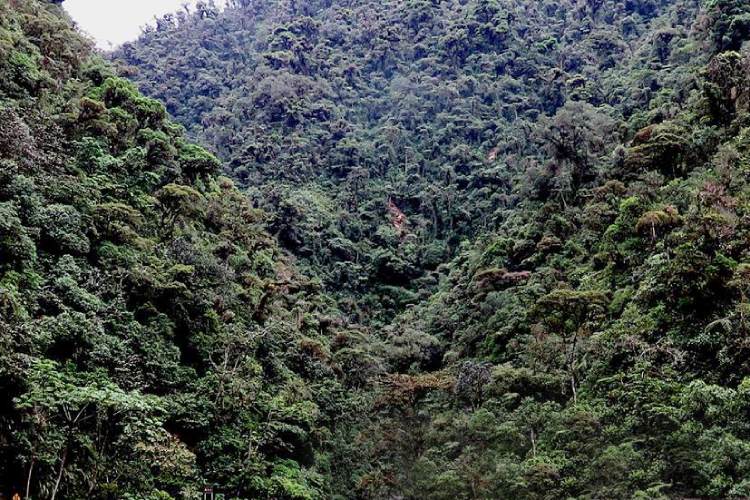 parque nacional yanachaga chemillen