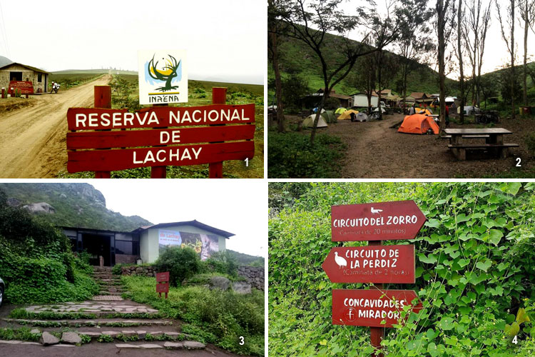 reserva nacional lomas de lachay