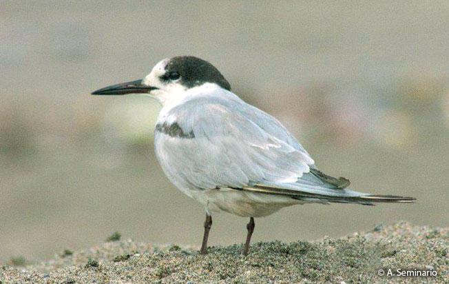 common_tern