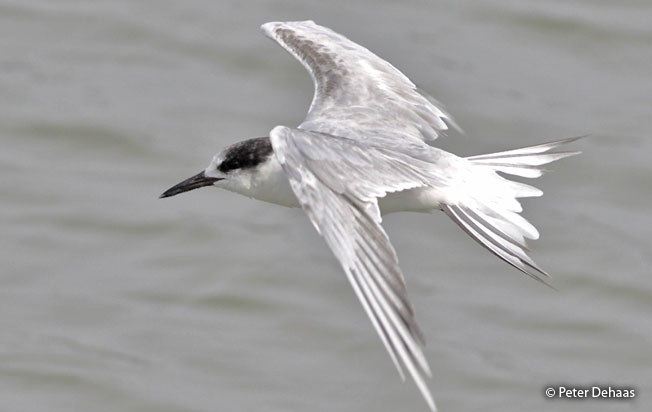 common_tern
