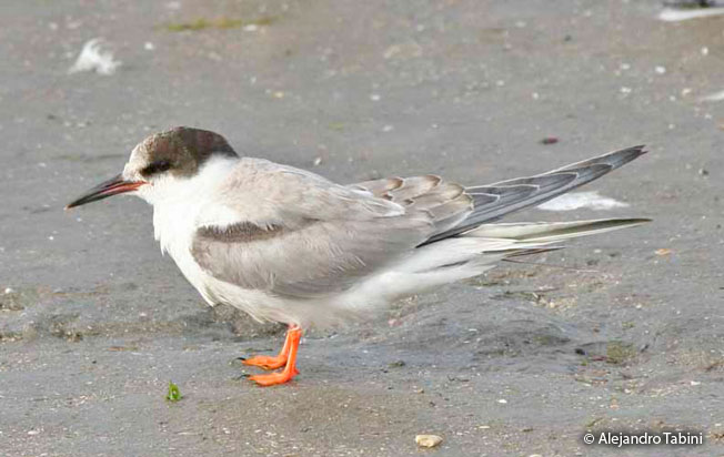common_tern
