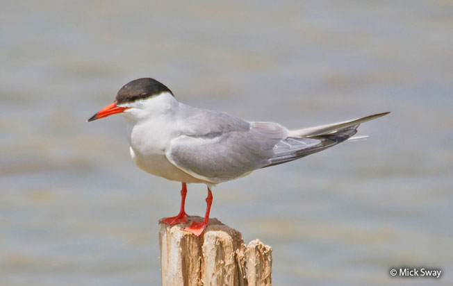 common_tern