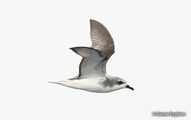 cook's_petrel