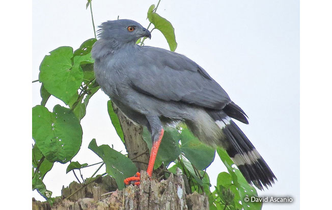 crane_hawk