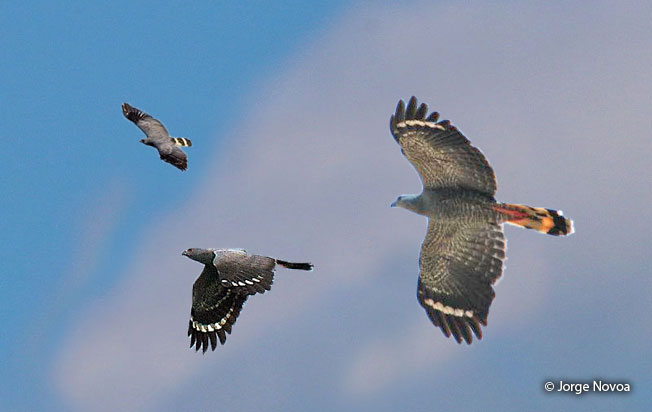 crane_hawk