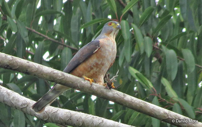 double-toothed_kite