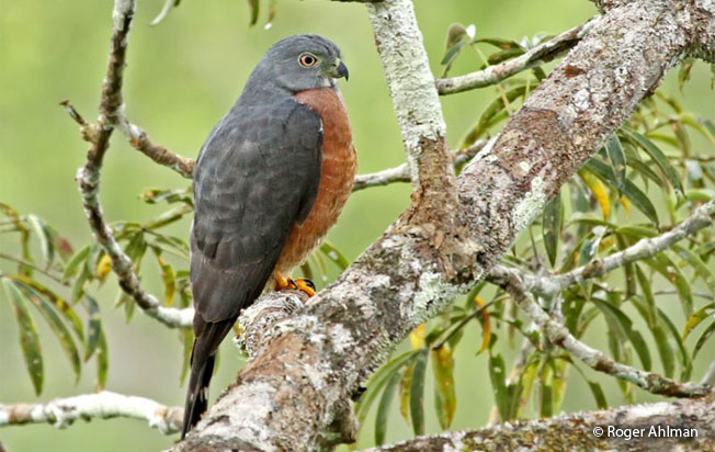 double-toothed_kite