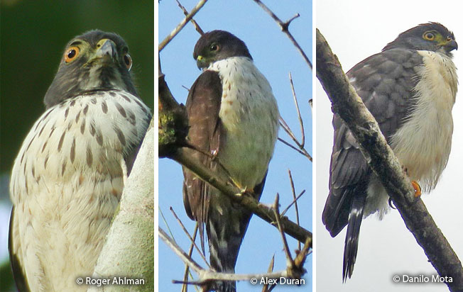 double-toothed_kite