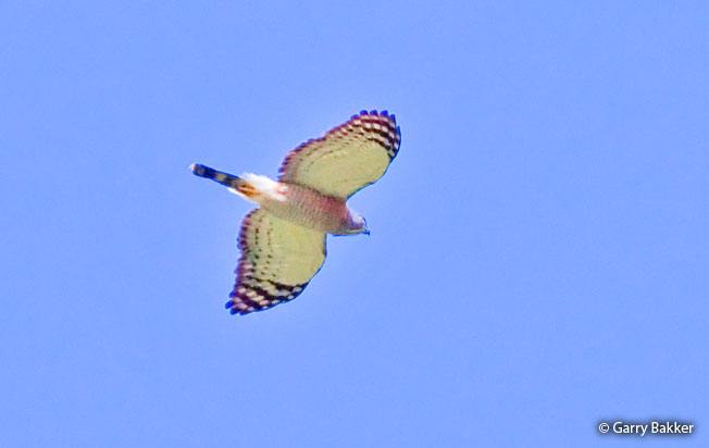 double-toothed_kite