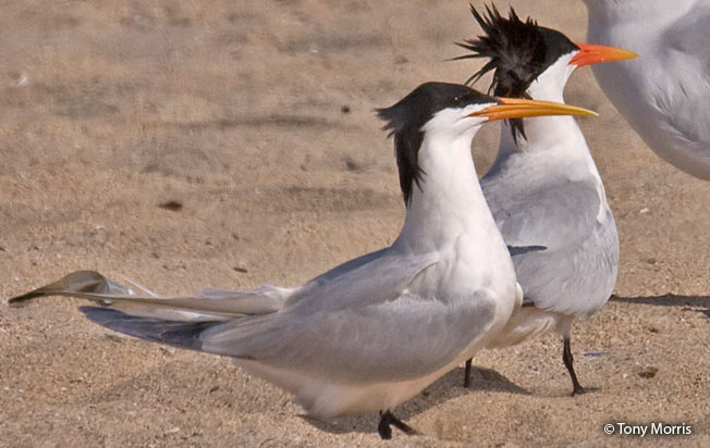 elegant_tern