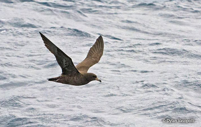 flesh-footed-shearwater