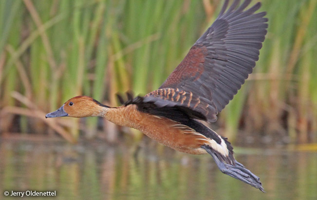 fulvous_whistling_duck