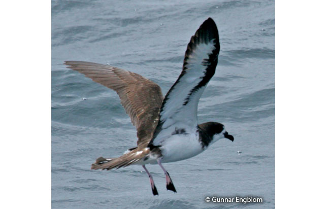 galapagos_petrel