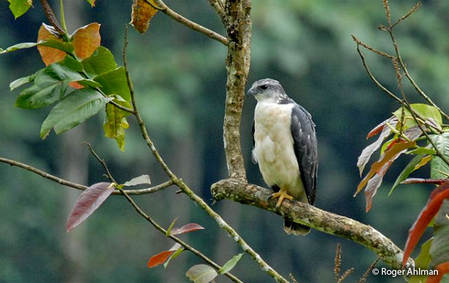 gray-backed_hawk
