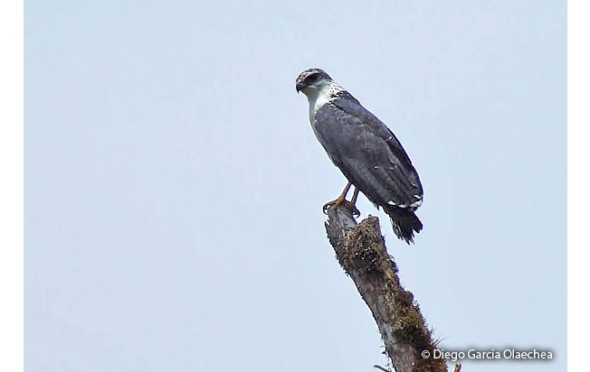gray-backed_hawk