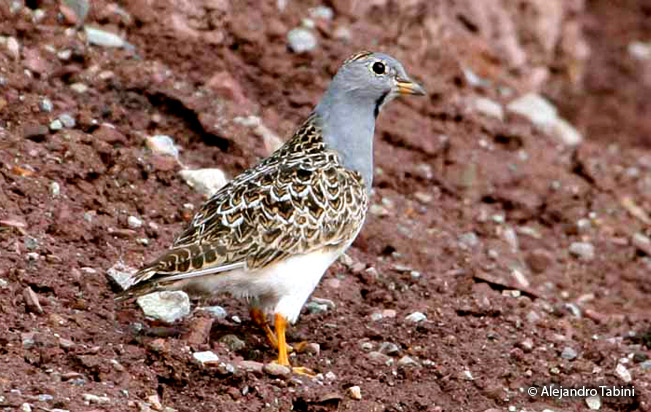 gray-breasted_seedsnipe