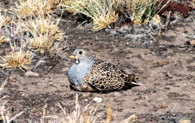 gray-breasted_seedsnipe