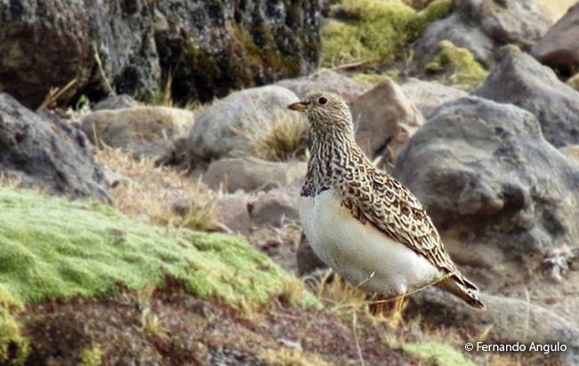 gray-breasted_seedsnipe