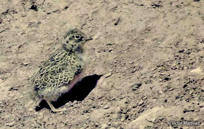 gray-breasted_seedsnipe