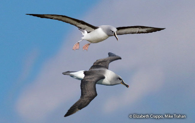 gray-headed_albatross