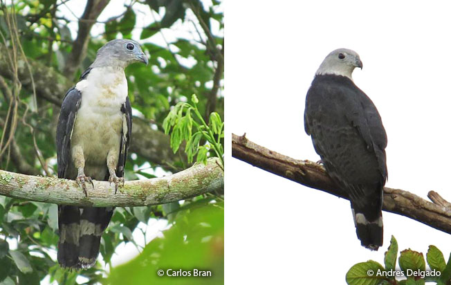 gray-headed_kite