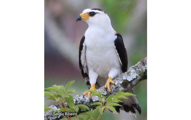 gray-headed_kite