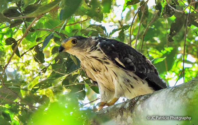 gray-headed_kite