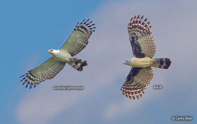 gray-headed_kite