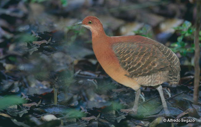 gray-legged_tinamou